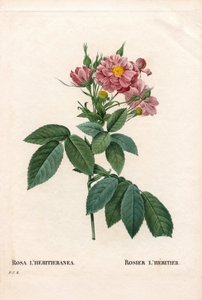 布尔索玫瑰，Rosa l
