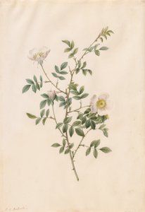 蔷薇或狗蔷薇（蔷薇花） 作者 Pierre-Joseph Redouté