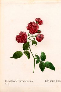 康乃馨中国玫瑰，中国蔷薇品种，孟加拉康乃馨康乃馨。 来自 Pierre Joseph Redoute 的“Les Roses”，巴黎的手绘点画铜版画 作者 皮埃尔·约瑟夫·雷杜特