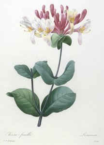 山羊叶，选自最美丽的花朵和最美丽的水果，1827年（手工彩色点画雕刻）