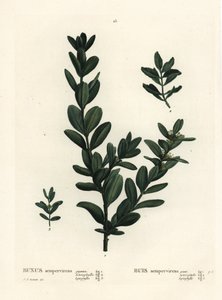 普通黄杨，欧洲黄杨或黄杨，Buxus sempervirens（gigantea、heterophylla和leptophylla）。根据Pierre-Joseph Redoute的插图进行的手绘立体雕刻，出自Henri Louis Duhamel du Monceau的Treat des Arbres et Shrustes，巴黎。 作者 皮埃尔·约瑟夫·雷杜特