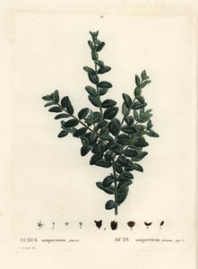 Common box, European box or boxwood, Buxus sempervirens fruticosa. Handcoloured stipple engraving after an illustration by Pierre-Joseph Redoute from Henri Louis Duhamel du Monceau