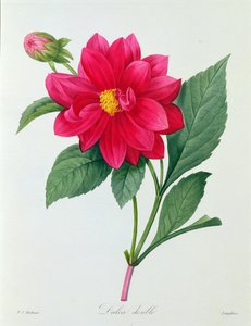 大丽花双人版（彩色雕刻） 作者 皮埃尔·约瑟夫·雷杜特