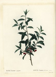 Dahoon 冬青或 cassina，冬青 cassine。 Coqueret 手绘点画雕刻，由巴黎 Henri Louis Duhamel du Moncel 的 Treat des Arbres et Shrustes 的 Pierre-Joseph Redoute 绘制 作者 皮埃尔·约瑟夫·雷杜特
