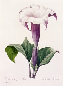 Dature Laevis（彩色雕刻） 作者 皮埃尔·约瑟夫·雷杜特