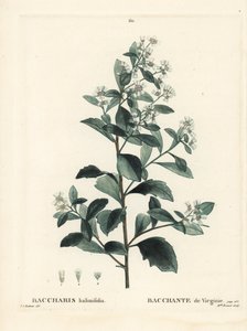 Eastern baccharis, groundsel bush, sea myrtle or saltbush, Baccharis halimifolia. Handcoloured stipple engraving by Miss Brenet after an illustration by Pierre-Joseph Redoute from Henri Louis Duhamel du Moncel