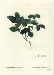 Eastern teaberry, checkerberry or boxberry, Gaultheria procumbens. Handcoloured stipple engraving by Tassaert after an illustration by Pierre-Joseph Redoute from Henri Louis Duhamel du Moncel