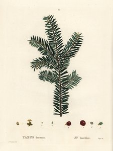 英国紫杉树或欧洲红豆杉，红豆杉。 由巴黎亨利·路易斯·杜哈梅尔·杜蒙索 (Henri Louis Duhamel du Monceau