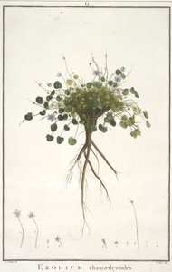 菊花chamaedryoides，从Geraniologia，或几小时，天竺葵，Monsoniae Grielum历史图标来说明，1787年至1788年（手工着色雕刻） 作者 皮埃尔·约瑟夫·雷杜特