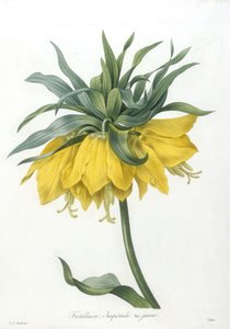 贝母，Imperiale黄色品种，选自最美丽的花朵和最美丽的水果，1827年（手工彩色点画雕刻）