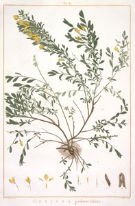 从该新的或更少Cognitae，1784条帚梗（手工着色雕刻） 作者 皮埃尔·约瑟夫·雷杜特