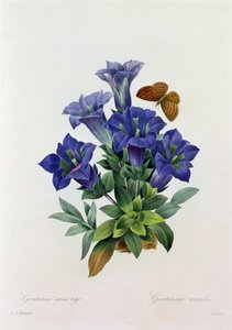 龙胆草（彩色雕刻） 作者 皮埃尔·约瑟夫·雷杜特