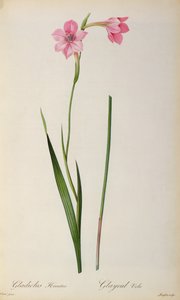 Gladiolus Hirsulus，来自&39;Les Liliacees&39;，1805 作者 皮埃尔·约瑟夫·雷杜特