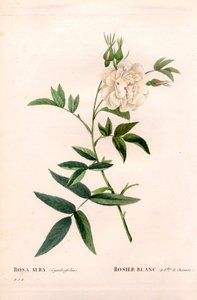 大麻叶白玫瑰，Rosa alba var。 大麻叶，白玫瑰与大麻叶。 来自 Pierre Joseph Redoute 的“Les Roses”，巴黎的手绘点画铜版画 作者 皮埃尔·约瑟夫·雷杜特
