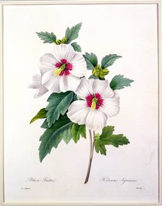由Bessin雕刻的木槿（Hibiscus syriacus），来自1827年的“最美丽的花朵选择”