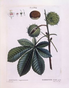 七叶树或七叶树 (Aesculus hippocastanum)，Henry Louis Duhamel du Monceau，Pierre Joseph Redouté 的植物盘 作者 皮埃尔·约瑟夫·雷杜特
