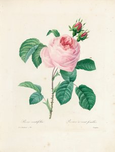 由Langlois雕刻的百叶玫瑰，来自“选择最美丽的花朵和最美丽的水果”，Vol。我，1827-33