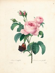 由Langlois雕刻的百叶玫瑰，选自最美丽的花朵和最美丽的水果，Vol。我，1827-33