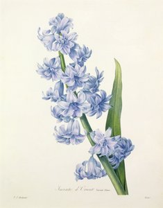 风信子（Hyacinthus orientalis）（普通风信子），由维多利亚雕刻，来自&39;最美丽的花朵选择&39;，1827年