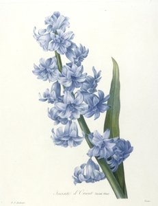 Jacinto dOrient，蓝色品种，选自最美丽的花朵和最美丽的水果，1827年（手工彩色点画雕刻）