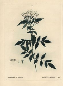 茉莉，茉莉。 Moret 手绘点画版画，由巴黎亨利·路易斯·杜哈梅尔·杜·蒙塞尔 (Henri Louis Duhamel du Moncel) 的 Pierre-Joseph Redoute 绘制插图后绘制 作者 皮埃尔·约瑟夫·雷杜特