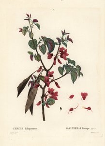 Judas tree, Cercis siliquastrum. Handcoloured stipple engraving by Tassaert after an illustration by Pierre-Joseph Redoute from Henri Louis Duhamel du Moncel