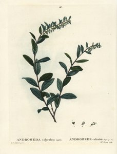 皮叶，Chamaedaphne calyculata（Andromeda calyculata）。Brenet小姐根据Pierre-Joseph Redoute的插图进行的手绘立体雕刻，该插图来自Henri Louis Duhamel du Moncel的Treat des Arbres et Shrustes，巴黎 作者 皮埃尔·约瑟夫·雷杜特