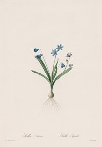 百合科: Scilla amaena 作者 Pierre-Joseph Redouté