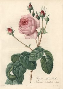 Lettuce leaf rose - Eau forte de Langlois, based on an illustration by Pierre Joseph Redoute (1759-1840), from Les Roses 作者 皮埃尔·约瑟夫·雷杜特