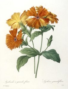 大花，Lychnus grandiflora的Lychnid，从最美丽的花朵和最美丽的水果的选择，1827年（手工彩色点画雕刻）
