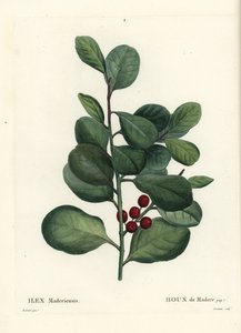 马德拉冬青，冬青（马德拉冬青，冬青）。 Casenave 手绘点画雕刻，由巴黎 Henri Louis Duhamel du Moncel 的 Treat des Arbres et Shrustes 的 Pierre-Joseph Redoute 绘制插图 作者 皮埃尔·约瑟夫·雷杜特