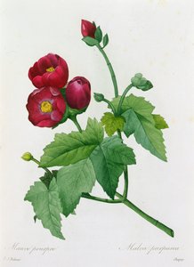 紫花锦葵（彩色雕刻） 作者 皮埃尔·约瑟夫·雷杜特