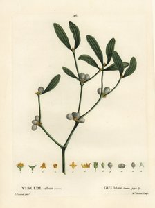 Mistletoe, Visum album. Handcoloured stipple engraving by Miss Brenet after an illustration by Pierre-Joseph Redoute from Henri Louis Duhamel du Moncel