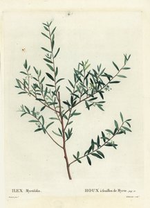 桃金娘冬青或桃金娘 dahoon，冬青。 Delaneaux 手绘点画版画，由巴黎 Henri Louis Duhamel du Moncel 的 Treat des Arbres et Shrustes 的 Pierre-Joseph Redoute 绘制 作者 皮埃尔·约瑟夫·雷杜特