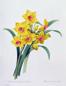 水仙塔泽塔（彩色雕刻） 作者 皮埃尔·约瑟夫·雷杜特