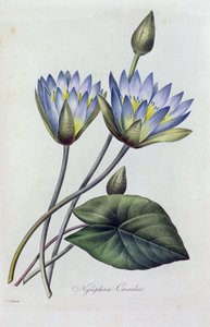 蝶恋花》（彩色雕刻） 作者 皮埃尔·约瑟夫·雷杜特