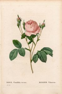 粉红色 Vilmorin，蔷薇蔷薇 Vilmorin。 来自 Pierre Joseph Redoute 的“Les Roses”，巴黎的手绘点画铜版画 作者 皮埃尔·约瑟夫·雷杜特