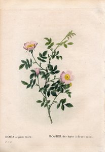 粉红色的树篱玫瑰，罗莎 aggrestis 品种，粉红色花朵的海斯玫瑰。 来自 Pierre Joseph Redoute 的“Les Roses”，巴黎的手绘点画铜版画 作者 皮埃尔·约瑟夫·雷杜特
