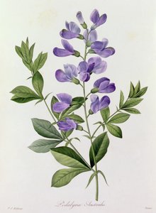 南洋荚膜（彩色雕刻） 作者 皮埃尔·约瑟夫·雷杜特