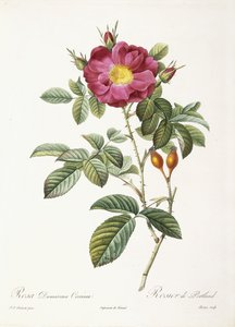罗莎（Rosa Damascena）Coccina 作者 皮埃尔·约瑟夫·雷杜特