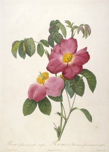 Rosa Gallica rosea植物simplici，玫瑰Provins玫瑰花朵和简单，从玫瑰之冠，1817-24（手工彩色点画雕刻）