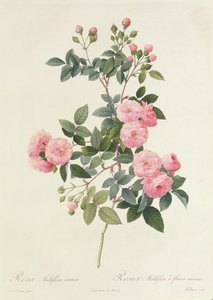 Rosa Multiflora Carnea 作者 皮埃尔·约瑟夫·雷杜特