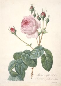 Rosa centifolia Bullata，生菜叶玫瑰，来自Les Roses，1817-24（手工彩色点画雕刻） 作者 皮埃尔·约瑟夫·雷杜特
