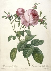 Rosa centifolia foliacea，Rosier a cent feuilles，foliace，来自Les Roses，1817-24（手工彩色点画雕刻）