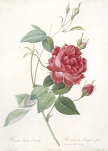 罗莎籼芋，孟加拉玫瑰花，来自玫瑰，1817-24（手工彩色点画雕刻） 作者 皮埃尔·约瑟夫·雷杜特