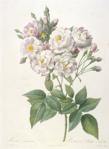 罗莎noisettiana，玫瑰的Philippe de Noisette，来自玫瑰之冠，1817-24（手工彩色点画雕刻） 作者 皮埃尔·约瑟夫·雷杜特