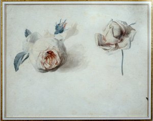 Pierre Joseph Redoute (1759-1840) 的玫瑰研究水彩画，19 世纪马尔迈松，城堡博物馆。 作者 皮埃尔·约瑟夫·雷杜特