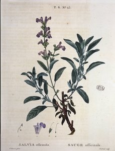 Sage officinale - 载于 "Nouveau Duhamel ou traité des arbres et shrustes que le crove en France"，由P.J. Redouté和P. P. 绘制。巴黎的贝萨 作者 皮埃尔·约瑟夫·雷杜特