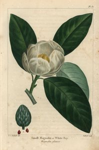 Small magnolia tree or white bay, Magnolia glauca (engraving) 作者 皮埃尔·约瑟夫·雷杜特