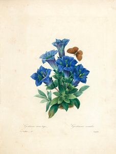 无茎龙胆，来自“选择最美丽的花朵和最美丽的水果”，Vol。二，1827-33